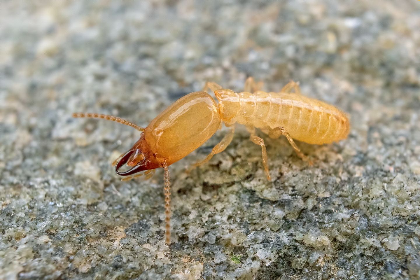 Rhinotermitidae: Reticulitermes lucifugus?  S !